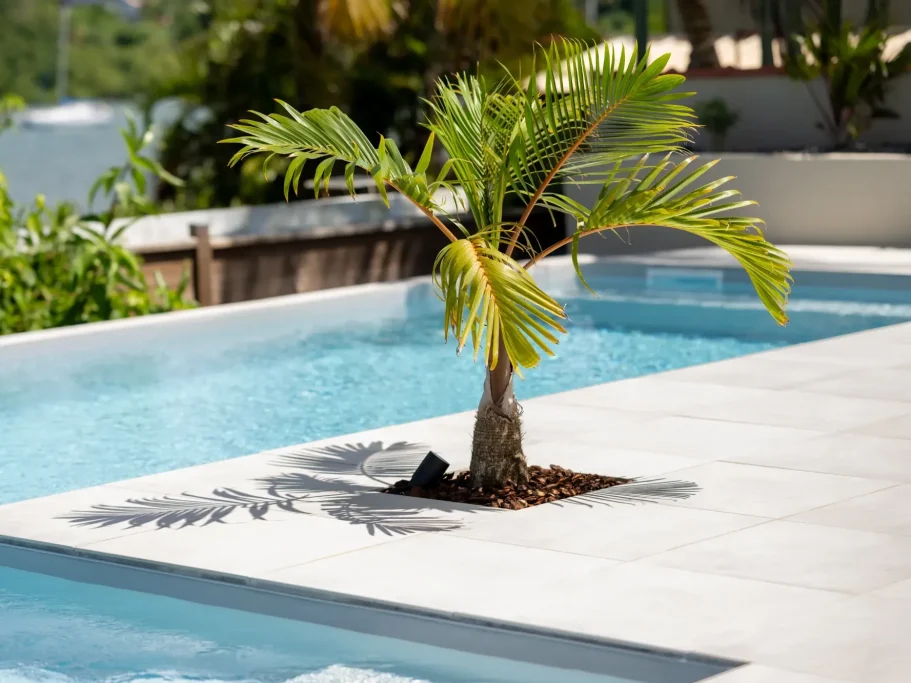 Palmier près d'une piscine, avec ombre projetée sur le sol.